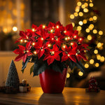 Brilliant ruby poinsettia — view 1