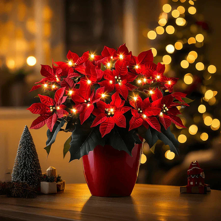 Brilliant ruby poinsettia — view 1